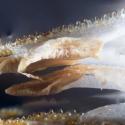 Img.VTax2350.Ex2.Img11