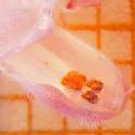 Img.VTax2431.Ex2.Img4