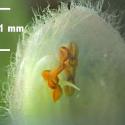 Img.VTax2433.Ex2.Img4
