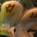Img.VTax2433.Ex2.Img7