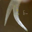 Img.VTax2433.Ex2.Img9