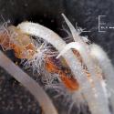 Img.VTax2435.Ex2.Img7