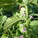 Img.VTax2437.Ex1.Img6
