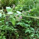 Img.VTax2442.Ex1.Img7