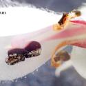 Img.VTax2445.Ex2.Img3