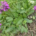 Img.VTax2446.Ex1.Img9