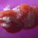 Img.VTax2446.Ex3.Img5