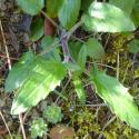 Img.VTax2464.Ex2.Img1