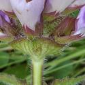 Img.VTax2466.Ex1.Img5