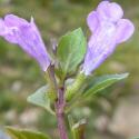 Img.VTax2477.Ex1.Img6