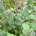 Img.VTax2478.Ex3.Img3