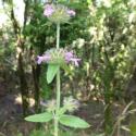 Img.VTax2478.Ex3.Img9