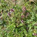 Img.VTax2499.Ex1.Img5