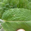 Img.VTax2511.Ex1.Img6