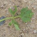 Img.VTax253.Ex2.Img9