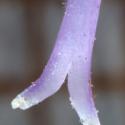 Img.VTax2539.Ex1.Img11