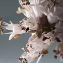 Img.VTax2539.Ex1.Img3