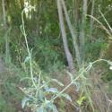 Img.VTax2540.Ex1.Img1