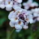 Img.VTax2542.Ex1.Img1