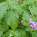 Img.VTax2563.Ex1.Img1