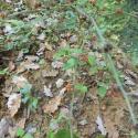 Img.VTax2566.Ex1.Img1