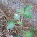 Img.VTax2566.Ex2.Img1