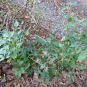 Img.VTax2566.Ex2.Img3