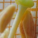 Img.VTax2576.Ex3.Img4