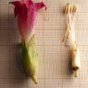 Img.VTax2576.Ex3.Img8