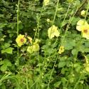Img.VTax2580.Ex1.Img1