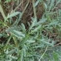 Img.VTax2592.Ex1.Img1