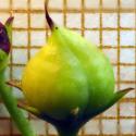 Img.VTax2593.Ex2.Img9