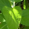 Img.VTax2597.Ex1.Img3
