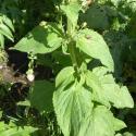 Img.VTax2599.Ex2.Img3