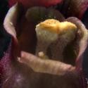 Img.VTax2599.Ex5.Img3