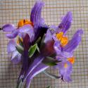 Img.VTax2624.Ex4.Img8