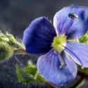 Img.VTax2659.Ex2.Img3