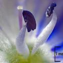 Img.VTax2676.Ex2.Img1