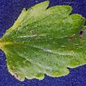 Img.VTax2676.Ex2.Img11