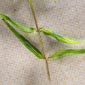 Img.VTax2689.Ex3.Img3