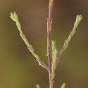 Img.VTax2705.Ex1.Img2