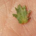 Img.VTax2716.Ex1.Img6