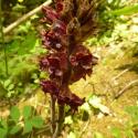 Img.VTax2742.Ex1.Img3