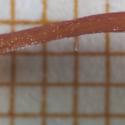 Img.VTax2754.Ex2.Img2