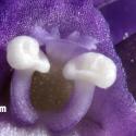 Img.VTax2762.Ex1.Img3