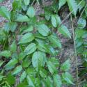 Img.VTax2772.Ex1.Img1