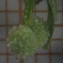 Img.VTax2847.Ex2.Img1