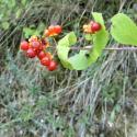 Img.VTax2868.Ex1.Img3