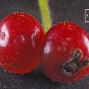Img.VTax2876.Ex4.Img6