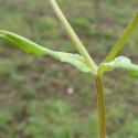 Img.VTax2882.Ex1.Img7